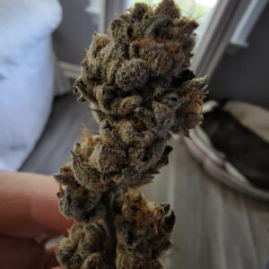 Wet Ass Kushy F1 (Platinum GSC x Platinum Kush) 6 Feminized Seeds