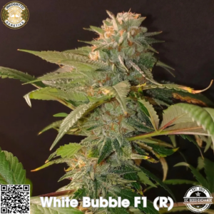 White Bubble F1 (The White x Sour Bubble BX3) 10 Regular Seeds