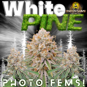 White Pine F1 (Cinderella 99 x Suge White S2) 5 Feminized Photoperiod Seeds