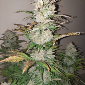 Wicked Witch F2 Auto 5 Feminized Autoflower Seeds
