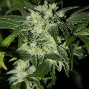 William's Wonder S1 10 Feminized Seeds