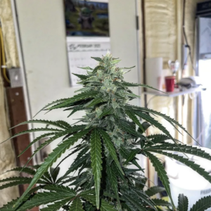 Witcher’s Creek F1 (Bobby's Swirled x Moth Man) 3 Feminized Autoflower Seeds