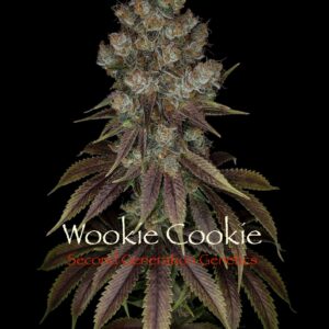 Wookie Cookie F1 (Dosidos x Blueberry F4) 13 Regular Seeds