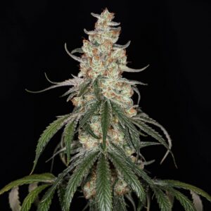 Wormhole F1 (Triangle Kush x Romulan) 12 Regular Seeds
