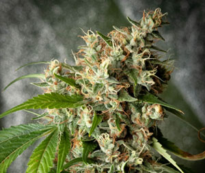 Xanadu (Bandaid Haze #7 x Pre-98 Bubba Kush) 6 Feminized Seeds