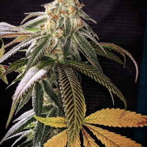 YachtZee F1 (Runtz x Macaroni) 10 Regular Seeds