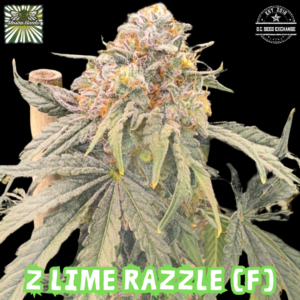 Z Lime Razzle (Z Lime Pie x Mosca's Razzberries) 6 Feminized Seeds