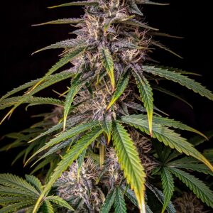 Alien vs. Triangle Auto F5 3 Feminized Seeds