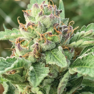 Apple Blossom Auto 10 Feminized Autoflower Seeds