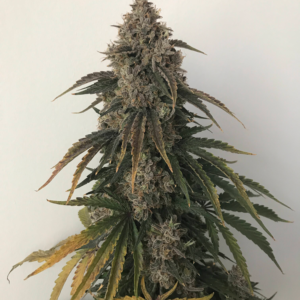 Beary White Auto 3 Feminized Autoflower Seeds