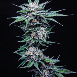 Blueberry Pancakes 10 Feminized Seeds