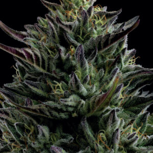 California Octane 10 Feminized Seeds