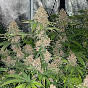 CBD Pupil (Y Griega CBD x Star Pupil) 7 Feminized Seeds