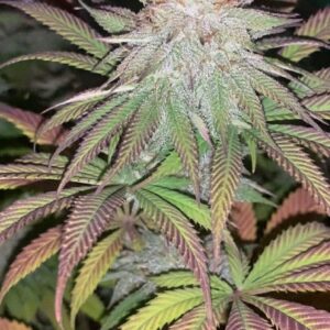 Funk N Skunk F1 (Purple Urkle S1 x Pestilence) 7 Feminized Seeds
