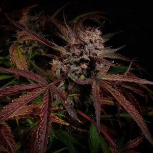 Creme De La Compton F3 Auto 3 Feminized Autoflower Seeds