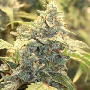 Creme-Tasmo F3 Auto 3 Feminized Autoflower Seeds
