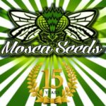 Mosca Seeds