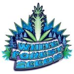 White Forest Seeds