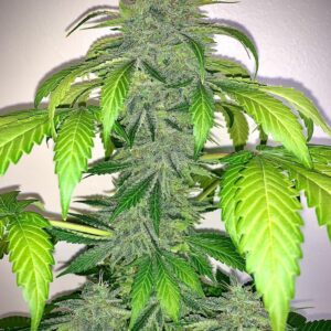 Deez Nuggs F3 Auto 3 Feminized Autoflower Seeds