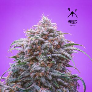 Double Grape F7 Auto 3 Feminized Autoflower Seeds