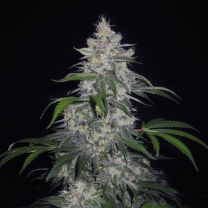 Fantasmo Express F5 Auto 3 Feminized Autoflower Seeds