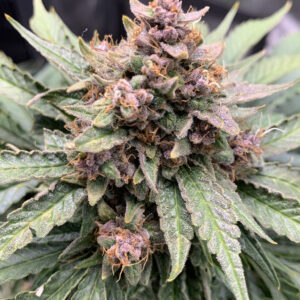 Forgotten Strawberries F3 Auto 3 Feminized Autoflower Seeds