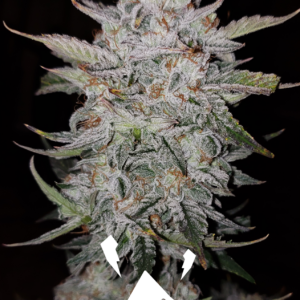 Forum Stomper F4 3 Feminized Autoflower Seeds