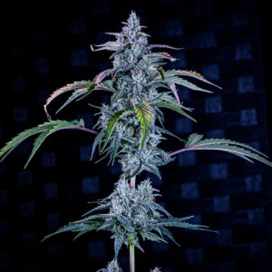 Fugue State Auto F4 Auto 3 Feminized Autoflower Seeds