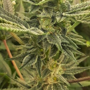 Gorilla Bubble BX5 S1 20 Feminized Seeds