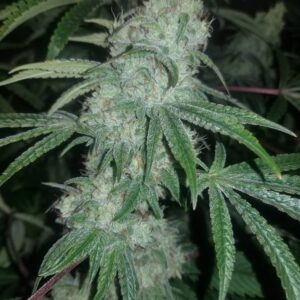 GG4 RIL (GG4 BX6 x reversed Gorilla Bubble Bx5) 20 Feminized Seeds