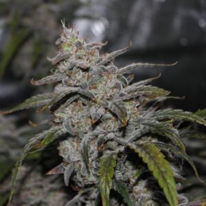 Grape Walker Kush F3 Auto 3 Feminized Autoflower Seeds