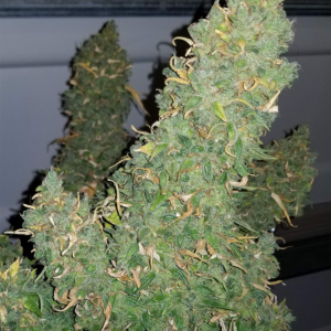 Heisenberg Special F1 Auto 3 Feminized Autoflower Seeds
