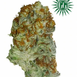 High Chew F1 (Old Time Indiana Bubble Gum x MAC #11) 12 Regular Limited Edition Seeds