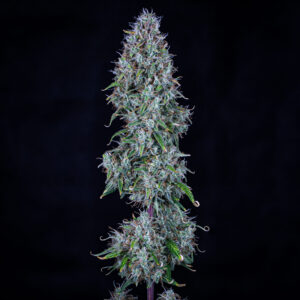 Hubbabubbasmelloscope F6 Auto 3 Feminized Autoflower Seeds