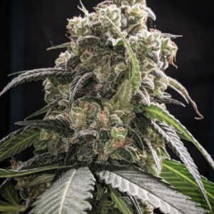 iMAC F1 (Blueberry Scone x Macaroni) 10 Regular Seeds