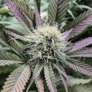 Buff V F1 6 Regular Seeds