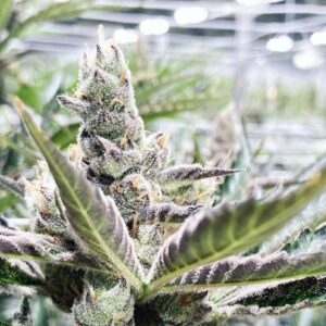 Moby Grape Bx1 7 Feminized Seeds