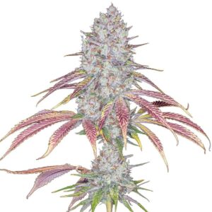 The Vaccine (Antidote x Romulan) 12 Regular Seeds