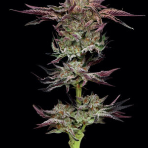 Jelly Donutz Bx2 10 Feminized Seeds