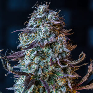 Mephisto’s Wedding F3 Auto 3 Feminized Autoflower Seeds