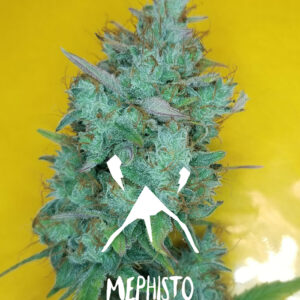 Mango Smile F4 Auto 3 Feminized Autoflower Seeds
