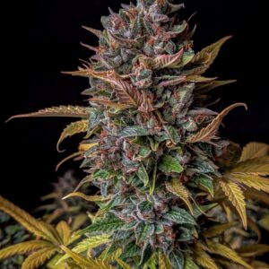 Orange Biscuits F3 Auto 3 Feminized Autoflower Seeds