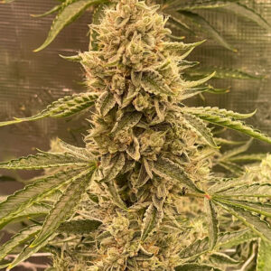 Pre 98 Episode 1 F4 Auto 3 Feminized Autoflower Seeds