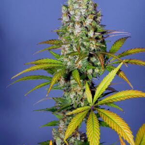 Platinum Swabi Punch F1 (Platinum Punch x Swabi Pakistani) 7 Feminized Seeds