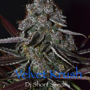 Velvet Krush F5 13 Regular Seeds