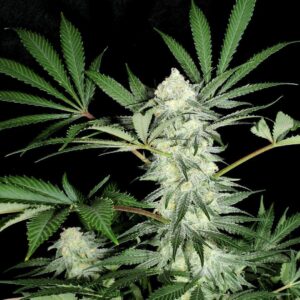 Mr E S1 (Mr. E x Mr. E) 7 Feminized Seeds