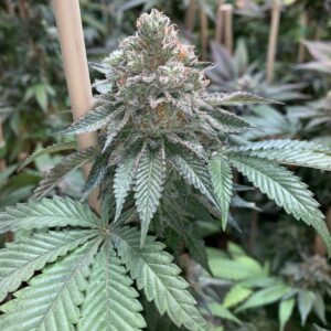Alien Blackout F1 (Holy Grail x Fire Alien White) 12 Regular Seeds