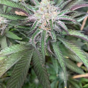 Alien Wedding (Wedding Crasher x Fire Alien White) 12 Regular Seeds