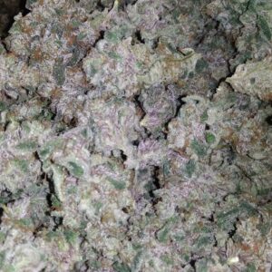 Blueberry Gelato (Gelato 33 x Old Time Bubble Gum) 12 Regular Seeds