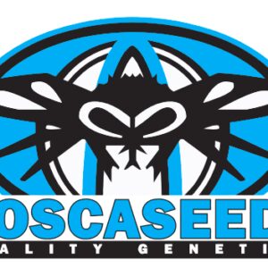 New Order (Triangle Kush x Fire Alien White) 12 Regular Seeds